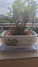 裕軒堂 有孔陶瓷花盆多肉植物白色創(chuàng  )意簡(jiǎn)約風(fēng)格長(cháng)方形桌面地面綠植盆 長(cháng)方形-新柳（帶塑料托盤(pán)） 特大號 曬單實(shí)拍圖