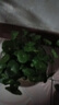 意軒銅錢(qián)草水培盆栽室內室外花卉金錢(qián)草綠植吸綠植花草植物 1盆【100根莖帶葉發(fā)貨不含盆】 曬單實(shí)拍圖
