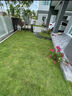 免修剪草皮真草坪帶泥土別墅庭院綠化專(zhuān)用草坪果嶺草草馬尼拉 四季青草皮【帶土5平方】 10cm以下 曬單實(shí)拍圖