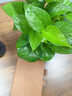 京噶黃金葛盆栽辦公室內植物花卉水培好養綠植大葉黃金葛新房除醛凈化 必看提示語(yǔ)：關(guān)于 于栽種好發(fā)貨的秘密 帶盆栽好 曬單實(shí)拍圖
