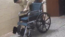怡輝（YIHUI）輪椅輕便折疊癱瘓老年人專(zhuān)用出行可躺可大小便高靠背護理帶坐便器 曬單實(shí)拍圖