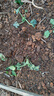 臨雅西瓜苗秧嫁接8424麒麟大西瓜盆栽種籽南方無(wú)籽西瓜水果蔬菜苗秧苗 【旗艦款】冰糖麒麟西瓜苗*6棵 曬單實(shí)拍圖
