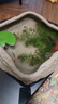 水培一葉蓮浮萍迷你水草凈化水質(zhì)魚(yú)缸造景睡蓮花水生水養花卉植物 一葉蓮 【1片裝】尺寸8-11厘米 曬單實(shí)拍圖