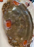鮮豐隊舟山紅膏嗆蟹 新蟹腌制 3-4兩/只*2 梭子蟹 海鮮水產(chǎn)螃蟹 源頭直 曬單實(shí)拍圖