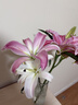 粉色百合9朵（3-4支花苞發(fā)貨） 曬單實(shí)拍圖