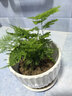 文竹盆栽室內桌面綠植客廳四季常青辦公室凈化好養空氣盆景植物 文竹【15-20厘米左右】?jì)膳?曬單實(shí)拍圖