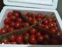 京源采現摘圣女果小番茄5斤西紅柿新鮮水果酸甜櫻桃番茄孕婦產(chǎn)地直發(fā) 廣西圣女果【店長(cháng)推薦】5斤凈重4.8斤 曬單實(shí)拍圖