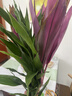 萌肉居大葉富貴竹綠葉水養盆栽植物花卉朱蕉招財竹5綠葉+5紫竹源頭直發(fā) 曬單實(shí)拍圖
