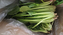 【網(wǎng)紅菠菜 Spinach】現挖菠菜紅根菠菜大葉菠菜批發(fā)火鍋食材青菜 陜西菠菜2斤（凈重1.6斤） 曬單實(shí)拍圖
