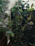 海蒂的花園藍莓樹(shù)苗盆栽果樹(shù)南方北方帶花苞發(fā)貨陽(yáng)臺庭院地栽苗源頭直發(fā) 曬單實(shí)拍圖