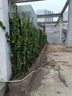 冬青樹(shù)苗四季常青庭院圍墻籬笆植物耐寒耐旱北海道大葉黃楊綠化苗 【籬笆圍墻】精品北海道黃楊1.4-1.6米 10棵 141cm(含)-170cm(含) 曬單實(shí)拍圖