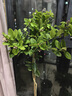 花財主大型盆栽綠植 檸檬樹(shù)鴨腳木發(fā)財樹(shù)天堂鳥(niǎo)綠植室內客廳大盆栽 S級香水檸檬1.5-1.7米【鉆石盆】 含盆 曬單實(shí)拍圖