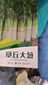 花沃里山東章丘大蔥種子10g約3000粒 鐵桿大蔥蔬菜種子耐熱種籽四季菜籽 曬單實(shí)拍圖