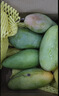 京鮮生新鮮玉芒  凈重4.5斤 單果200g＋ 新鮮芒果 源頭直發(fā)包郵 曬單實(shí)拍圖