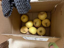 山東黃金奶油富士黃元帥帶箱9斤半冰糖新鮮美味可口牛奶蘋(píng)果煙 70mm+帶箱4斤 凈重3.7斤 曬單實(shí)拍圖