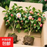 香妃茶花盆栽帶花苞濃香型茶花樹(shù)苗冬季開(kāi)花耐寒四季常青年宵花卉 精選7年苗60-65厘米樹(shù)形好【帶花苞 曬單實(shí)拍圖