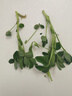 格沃斯苜蓿菜新鮮現摘頭茬苜蓿芽野生新鮮蔬菜自家草頭菜食用苜蓿芽包 苜蓿菜家庭裝3斤冰袋泡沫箱 曬單實(shí)拍圖
