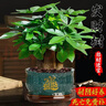 發(fā)財樹(shù)小盆栽大綠植辦公室內除甲醛花卉客廳好養旺宅植物桌面盆景 【主圖款】A級大盆發(fā)財樹(shù)(進(jìn)寶單 含盆 曬單實(shí)拍圖