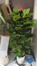 愛(ài)優(yōu)尚大葉綠蘿柱盆栽客廳大型綠植辦公室內除甲醛凈化空氣綠籮源頭直發(fā) 曬單實(shí)拍圖