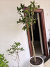 桂花樹(shù)苗盆栽室內四季桂花卉植物金桂丹桂庭院大樹(shù)濃香型綠植開(kāi)花 【金桂】粗4cm 高1.5-1.7米土球發(fā)貨 曬單實(shí)拍圖