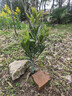 月季村楊梅樹(shù)東魁楊梅苗果樹(shù)苗庭院南北種植 東魁楊梅3年苗源頭直發(fā)裸根 曬單實(shí)拍圖