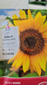 矮向日葵種孑觀(guān)賞迷你小花種子春夏易種食用葵花籽室內外盆栽種植 矮生向日葵 100粒+肥 曬單實(shí)拍圖