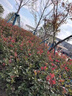 花e流紅葉石楠紅花繼木金森女貞球型綠化工程樹(shù)苗園林別墅庭院綠化綠籬 紅葉石楠球高度45厘米冠幅35厘米1顆 曬單實(shí)拍圖