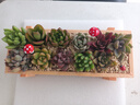 花藝萌多肉植物組合盆栽含盆含土創(chuàng  )意diy拼盤(pán)花盆 多肉植物多肉盆栽 隨機10個(gè)多肉加木盒 含盆 曬單實(shí)拍圖