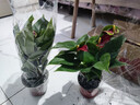 紅掌盆栽鴻運當頭綠蘿花卉植物室內花水培白掌綠植發(fā)財樹(shù)凈化空氣 【爆款】特級紅掌7-10花[原盆] 曬單實(shí)拍圖