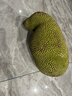粵迎海南黃肉菠蘿蜜【閃送-多地次日達】一整個(gè)新鮮菠蘿蜜熱帶水果 五十年老樹(shù)果-香蜜脆甜 嘗鮮試吃【果凈重15-20斤】當季嘗鮮 曬單實(shí)拍圖