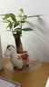 馬上發(fā)財樹(shù)小盆栽辦公室內桌面綠植招財樹(shù)植物馬年伴手禮小馬擺件 胖胖發(fā)財樹(shù)+小馬陶瓷盆【送吊牌+鋪面石】 曬單實(shí)拍圖