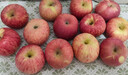 京鮮生陜西洛川紅富士?jì)糁?斤75-80mm單果170g+新鮮水果源頭直發(fā) 曬單實(shí)拍圖