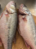 【吊水魚(yú)】鮮活大河鱸魚(yú)600/條 曬單實(shí)拍圖