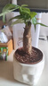 【福利品】發(fā)財樹(shù)盆栽綠植室內客廳桌面凈化空氣懶人好養花卉植物 單桿發(fā)財樹(shù)+米色布袋樹(shù)脂吸水盆 曬單實(shí)拍圖