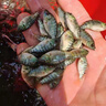 羅非魚(yú)苗特大種脆肉新吉富全雄性羅非魚(yú)活體淡水養殖食用單性魚(yú)苗 羅非魚(yú)苗4-6公分 100條送10%防損 曬單實(shí)拍圖