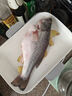 鮮活鱸魚(yú)400-500g/條 曬單實(shí)拍圖