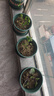 奧美優(yōu)加侖盆花盆樹(shù)脂透氣防爛根塑料種植盆栽盆帶托盤(pán)一體家用加厚 曬單實(shí)拍圖