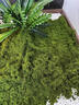 仿真苔蘚草皮盆景盆栽造景花盆鋪面草微景觀(guān)布置擺件草坪庭院裝飾 苔蘚草皮 深綠色50厘米×1米 曬單實(shí)拍圖