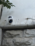 ?？低暎℉IKVISION）4g監控攝像頭室外家用終身免流量500萬(wàn)雙攝360度無(wú)死角帶夜視全景高清監控器 農村戶(hù)外防水q4 曬單實(shí)拍圖