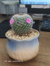 多肉小盆栽仙人球綠植帶盆辦公室桌面室內植物名貴仙人掌幼兒園禮 玉翁+D129盆（送鋪面石+肥料+土） 曬單實(shí)拍圖