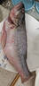 鮮活鱸魚(yú)550-650g/條 曬單實(shí)拍圖