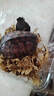 趣爬（QUPA）純種南石金錢(qián)烏龜活體寵物龜大小烏龜長(cháng)壽好養招財水陸兩棲觀(guān)賞龜 2-3cm 招財進(jìn)寶福龜 曬單實(shí)拍圖