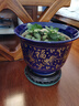 陶瓷花盆養花種樹(shù)大口徑落地庭院發(fā)財樹(shù)果樹(shù)七里香大花盆批發(fā)特價(jià) H寶藍-金魚(yú)福30.5厘米 曬單實(shí)拍圖