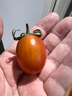 廣西新鮮紅圣女果小番茄蔬菜沙拉水果超市買(mǎi)菜整箱快遞包郵 精選新鮮（單果8g+） 4.5斤 凈重 泡沫箱裝 曬單實(shí)拍圖