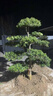 正宗羅漢松小葉雀舌四季常青別墅庭院綠化造型樹(shù) 羅漢松-聯(lián)系客服選樹(shù) 1.8米聯(lián)系客服 [先選樹(shù)-后下單】 曬單實(shí)拍圖
