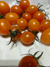 廣西柿季輝煌圣女果櫻桃小柿子黃色玲瓏小番茄壽光現摘現發(fā) 5斤（帶箱） 曬單實(shí)拍圖