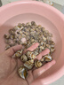北海灣花螺鮮活新鮮海螺特大號海鮮水產(chǎn)鮮凍冷凍東風(fēng)螺特大花螺貝類(lèi)凈重 特大無(wú)沙 1000g 曬單實(shí)拍圖
