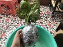 家中有果金邊吊蘭青葉盆栽吊蘭 室內(nèi)苗木室內(nèi)盆栽花卉 植物花卉盆栽 如意皇后 一整盆 不含盆 曬單實(shí)拍圖