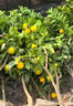 廣西無(wú)籽砂糖橘子樹(shù)苗南北方種植家庭庭院沙糖桔果樹(shù)帶土盆栽 【帶土帶葉】3年精選苗（當年結果） 81cm(含)-110cm(含) 曬單實(shí)拍圖