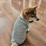 MOEPIE狗狗衣服寵物泰迪貓咪衣服金毛大中小型犬薄款四季通用&新疆棉 黑色 3XL（推薦21-30斤） 曬單實(shí)拍圖